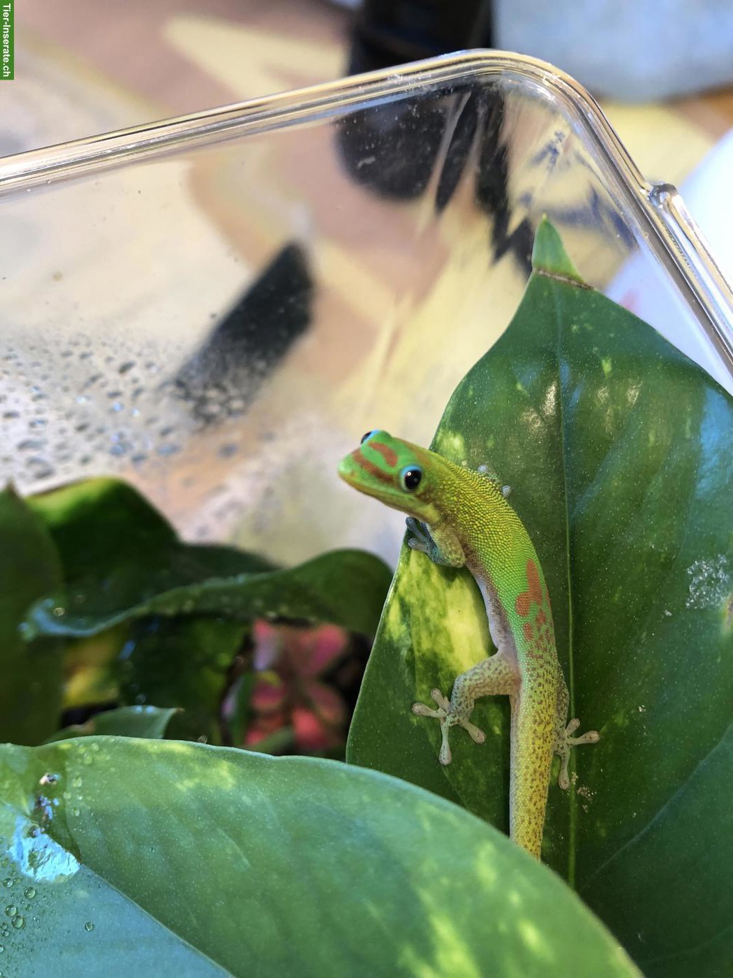 Bild 7: Goldstaub-Taggecko Weibchen zu verkaufen