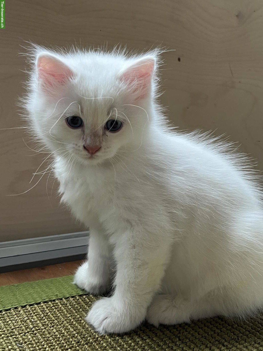 Ragdoll x Heilige Birma Kitten, Kater
