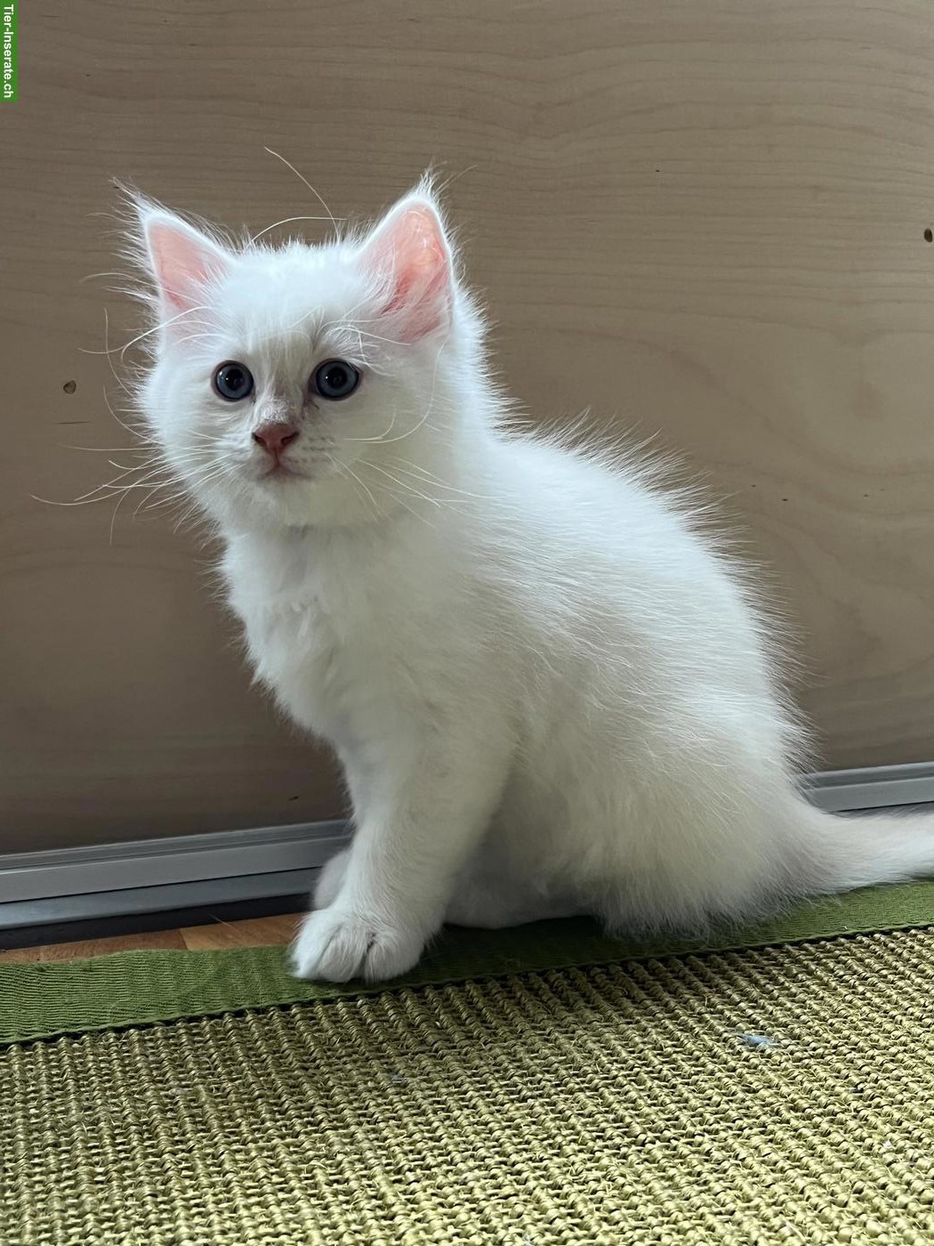 Bild 3: Ragdoll x Heilige Birma Kitten, Kater