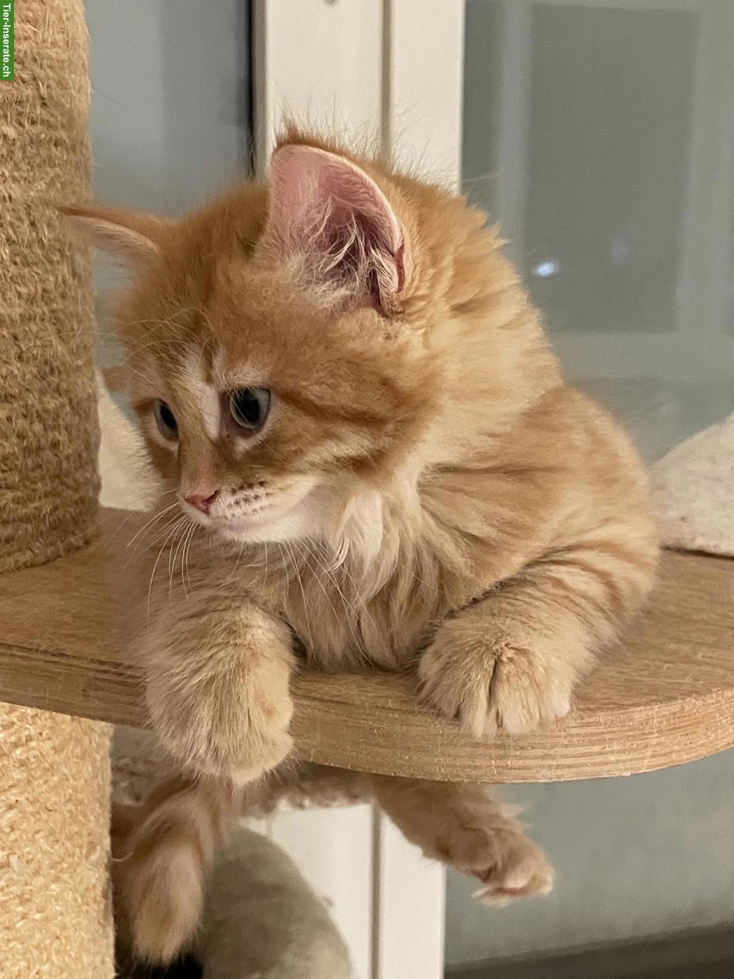 Sibirisches Kitten mit Stammbaum