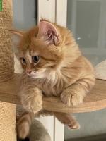 Sibirisches Kitten mit Stammbaum