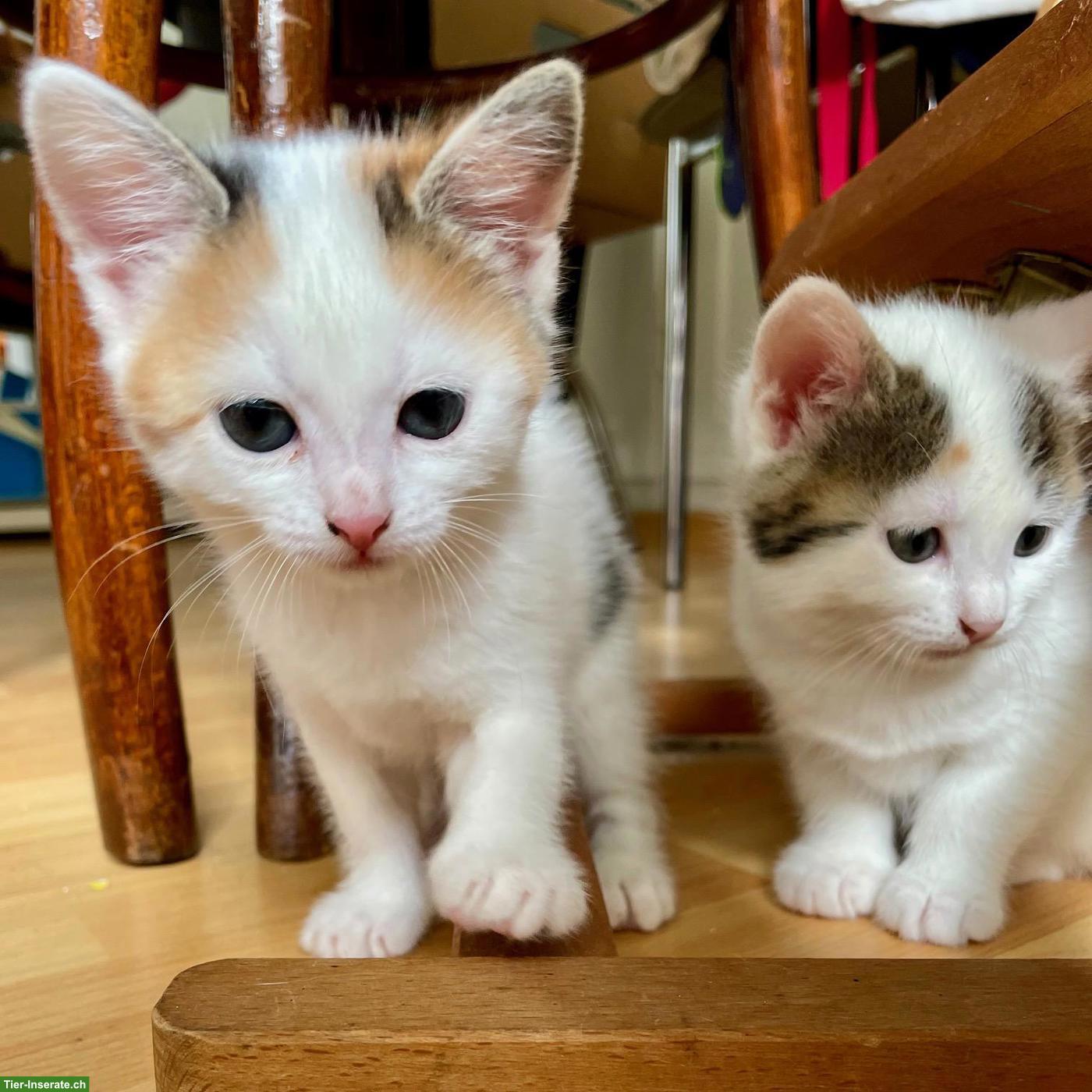 Weisse Perser x Norwegische Waldkatze Kitten