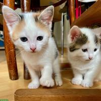Weisse Perser x Norwegische Waldkatze Kitten