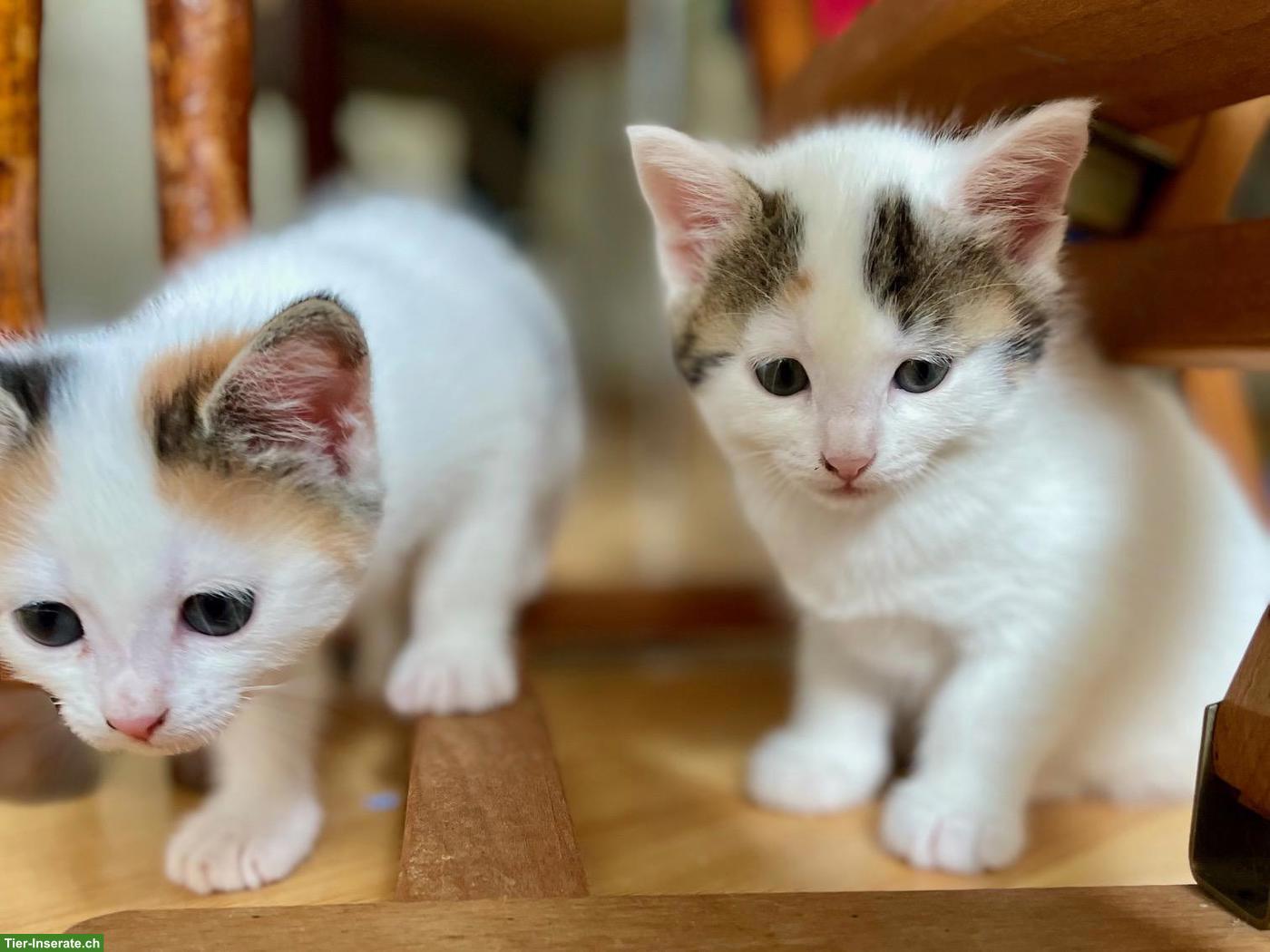 Bild 10: Weisse Perser x Norwegische Waldkatze Kitten