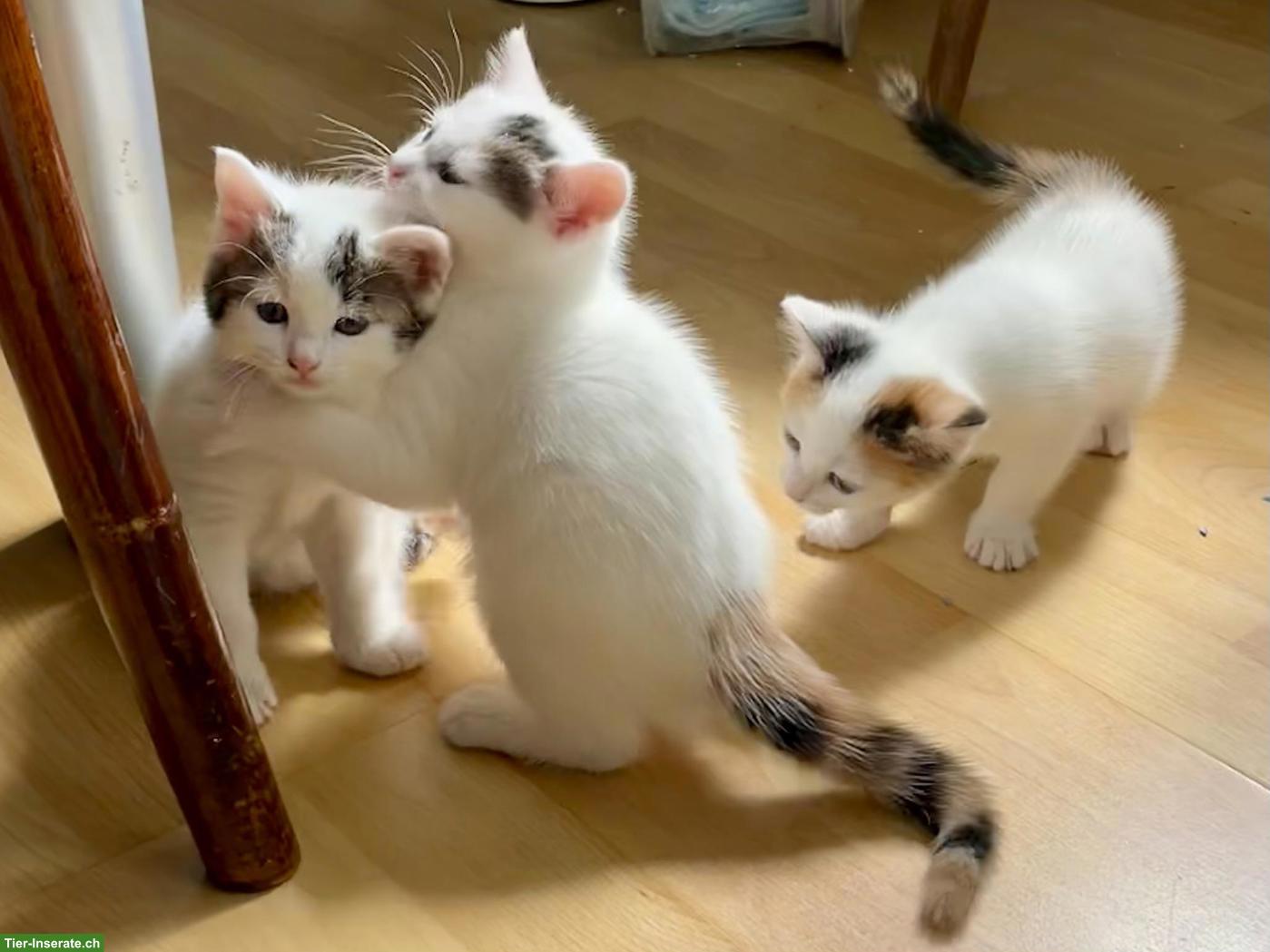 Bild 2: Weisse Perser x Norwegische Waldkatze Kitten