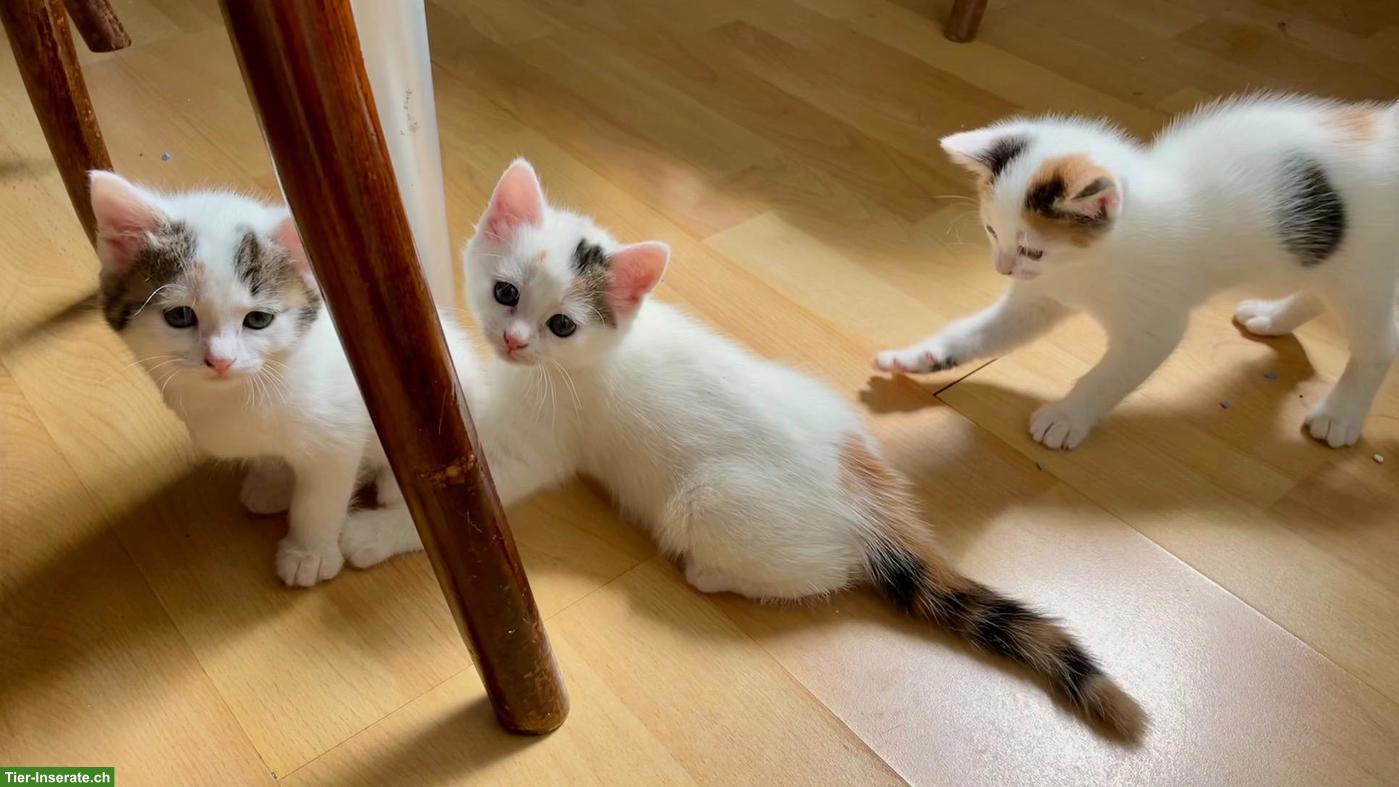 Bild 3: Weisse Perser x Norwegische Waldkatze Kitten