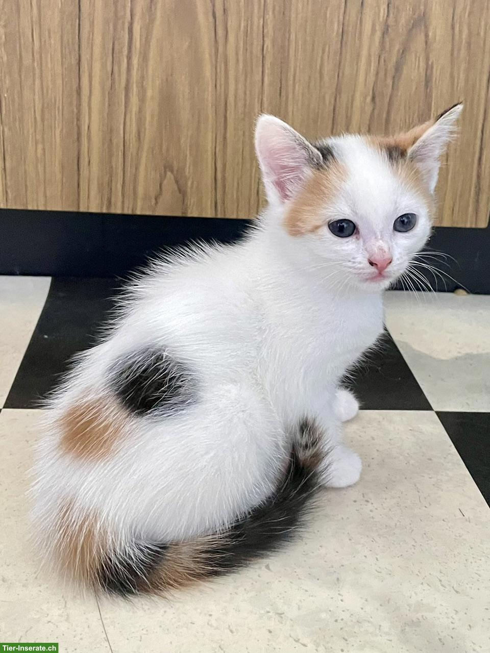 Bild 4: Weisse Perser x Norwegische Waldkatze Kitten