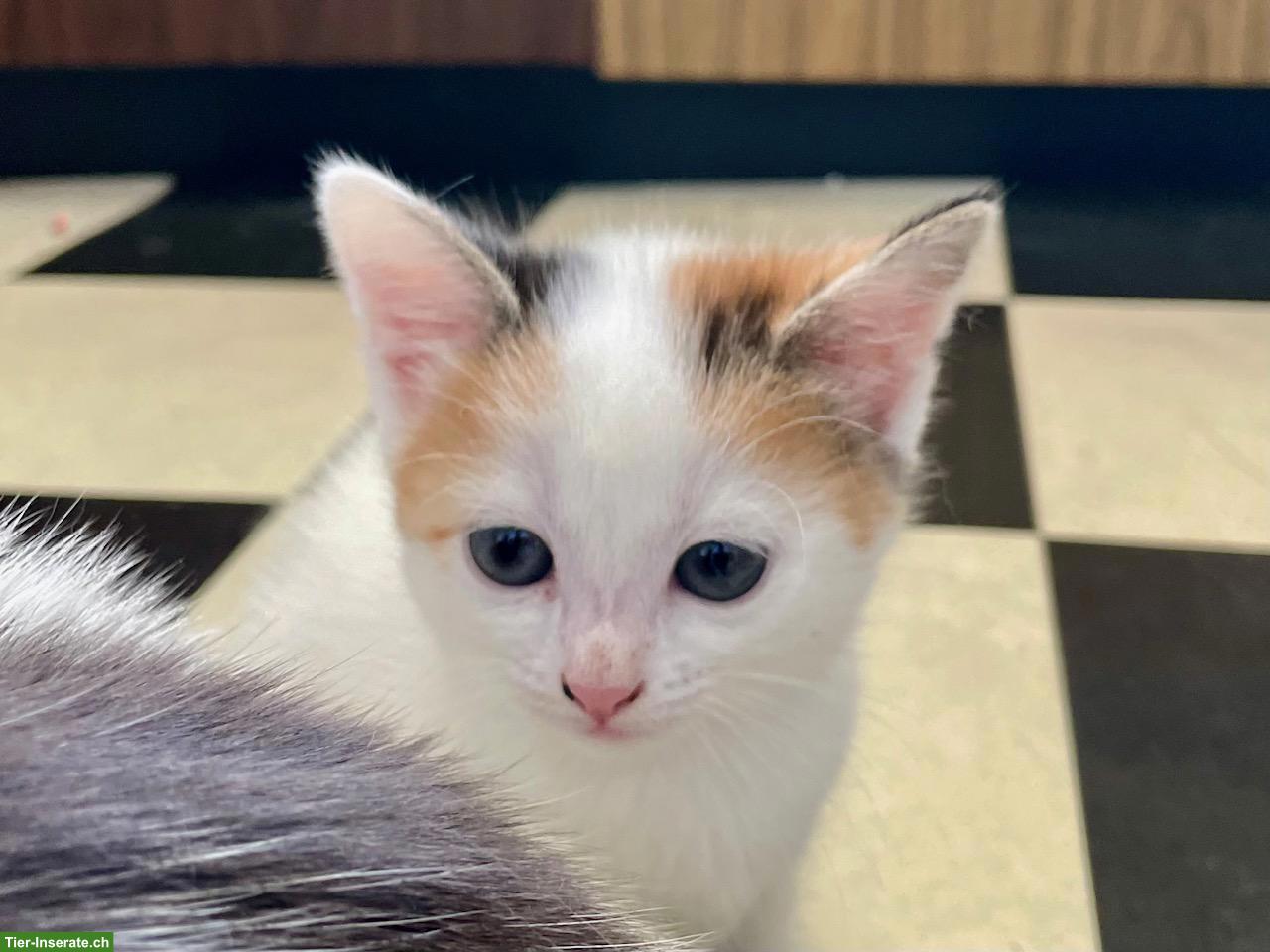 Bild 5: Weisse Perser x Norwegische Waldkatze Kitten