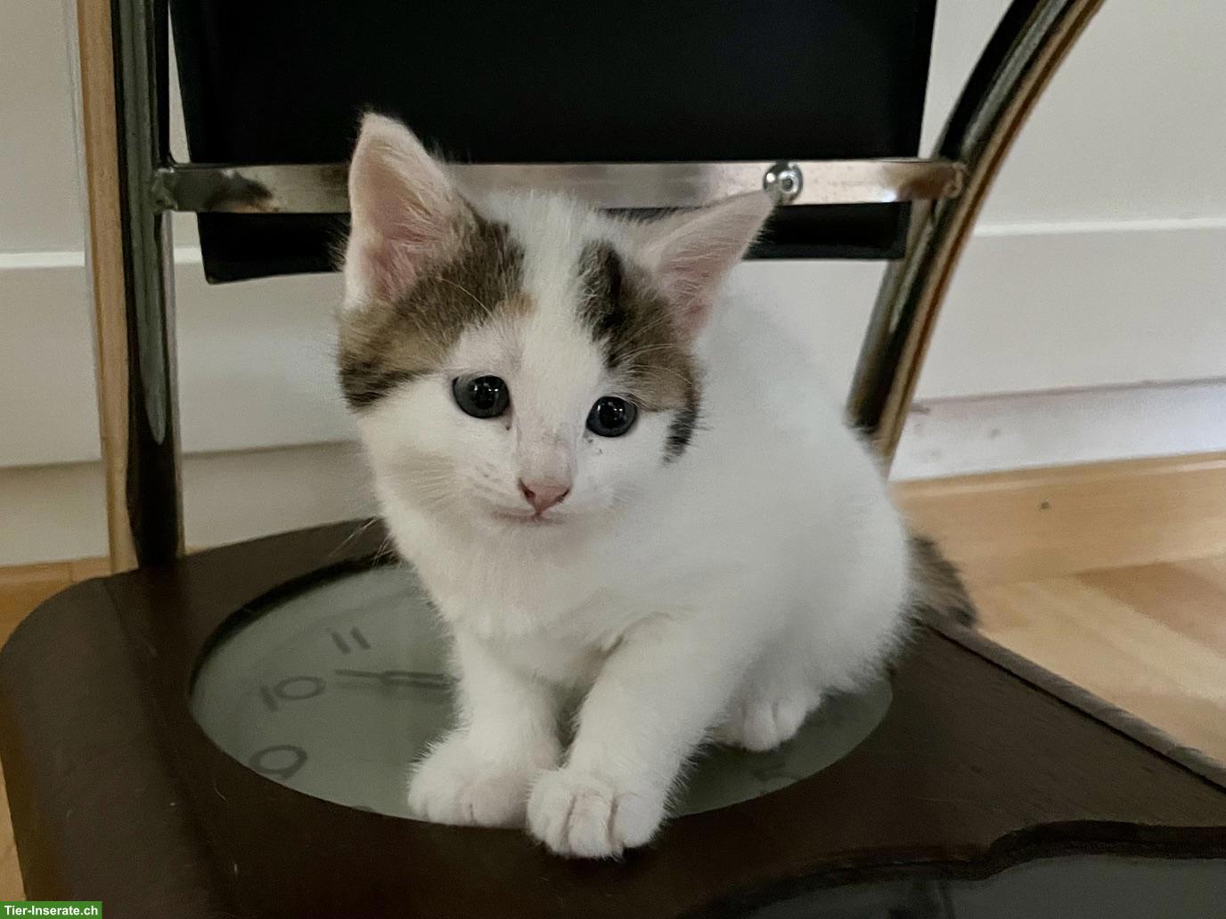 Bild 6: Weisse Perser x Norwegische Waldkatze Kitten