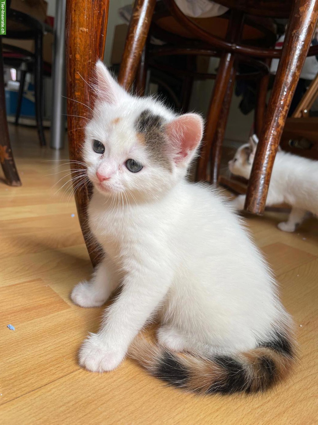 Bild 7: Weisse Perser x Norwegische Waldkatze Kitten
