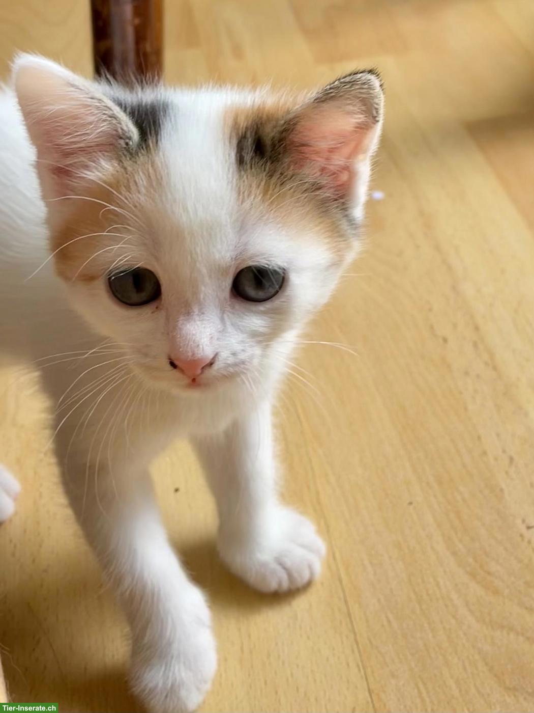 Bild 8: Weisse Perser x Norwegische Waldkatze Kitten