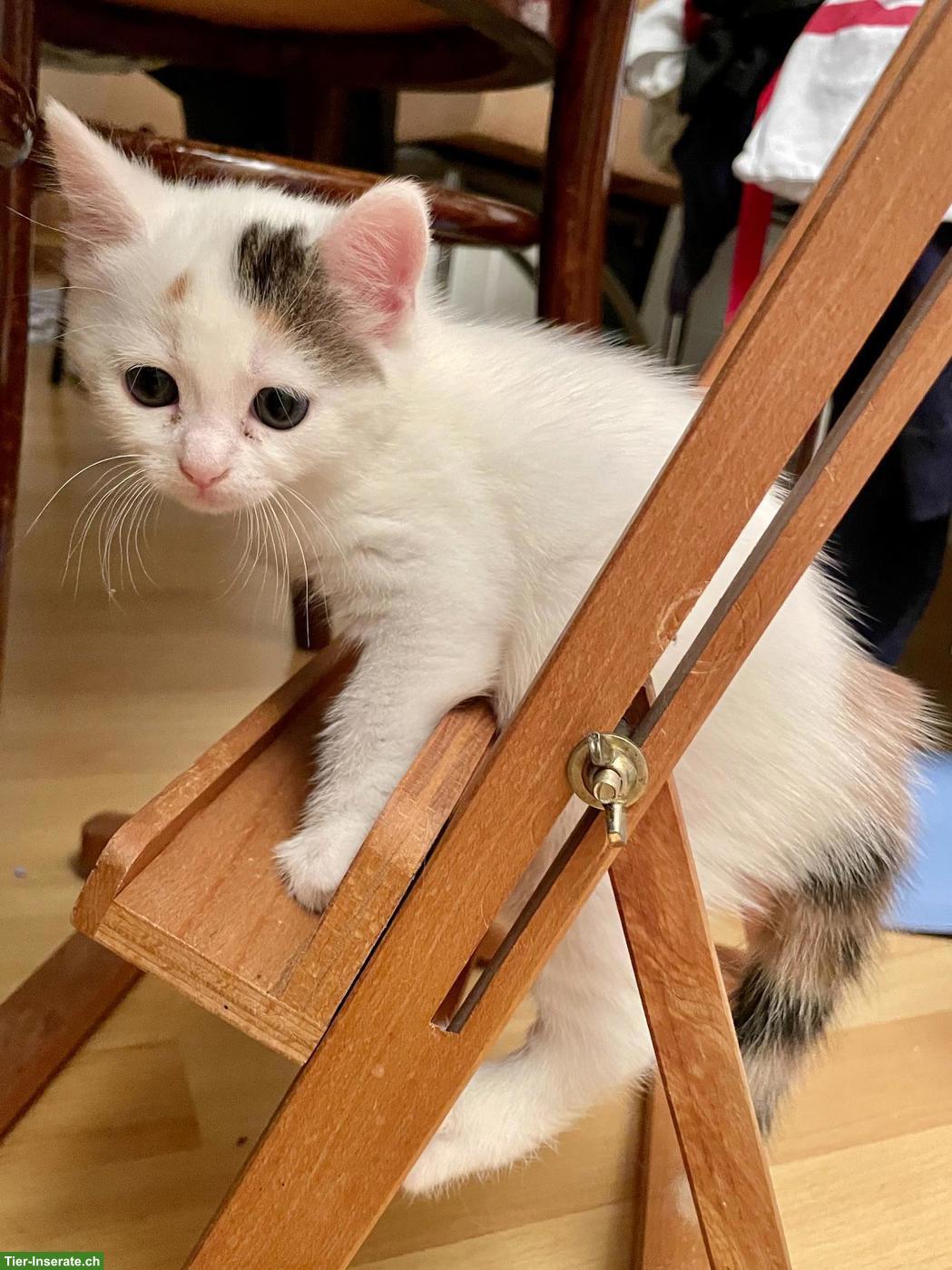 Bild 9: Weisse Perser x Norwegische Waldkatze Kitten