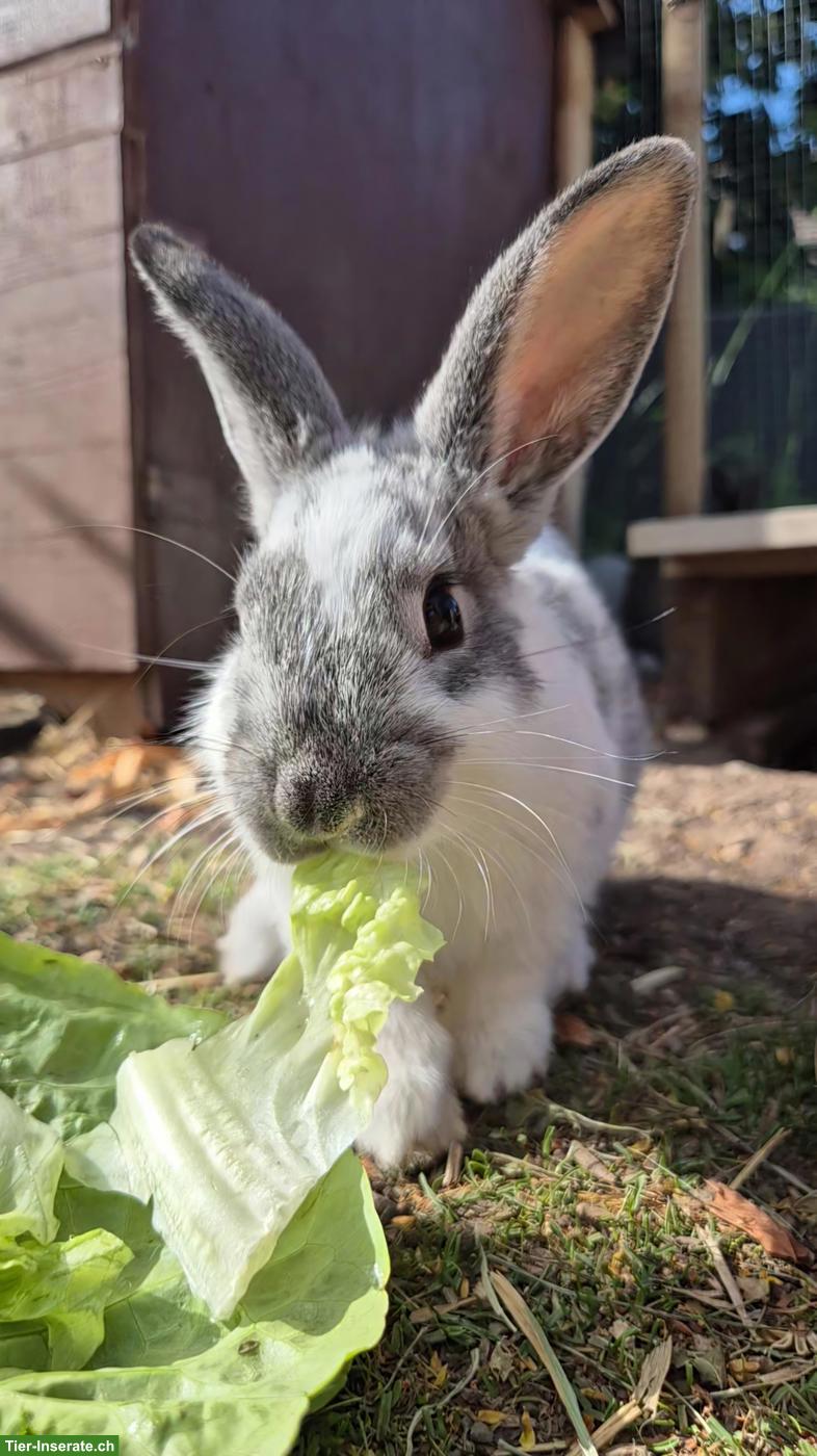 Junge Zwergkaninchen Böckli 🐰