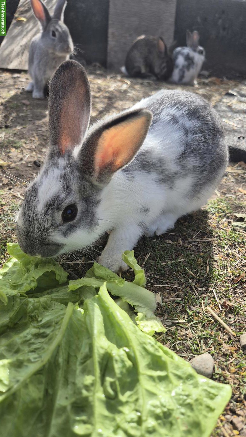 Bild 2: Junge Zwergkaninchen Böckli 🐰