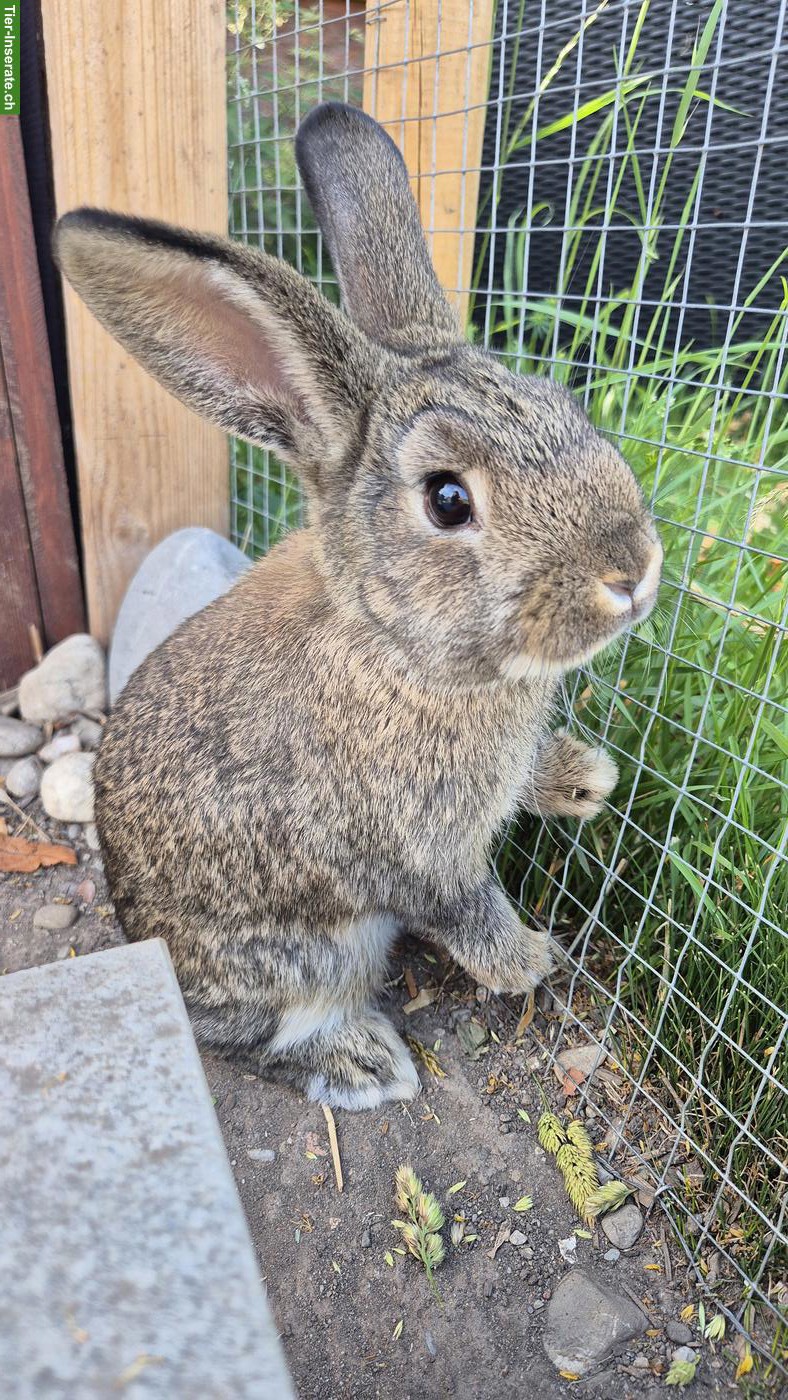 Bild 3: Junge Zwergkaninchen Böckli 🐰