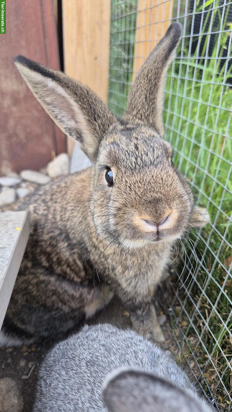 Bild 4: Junge Zwergkaninchen Böckli 🐰