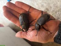 Riesenkäfer Larven zu verkaufen, Dynastes