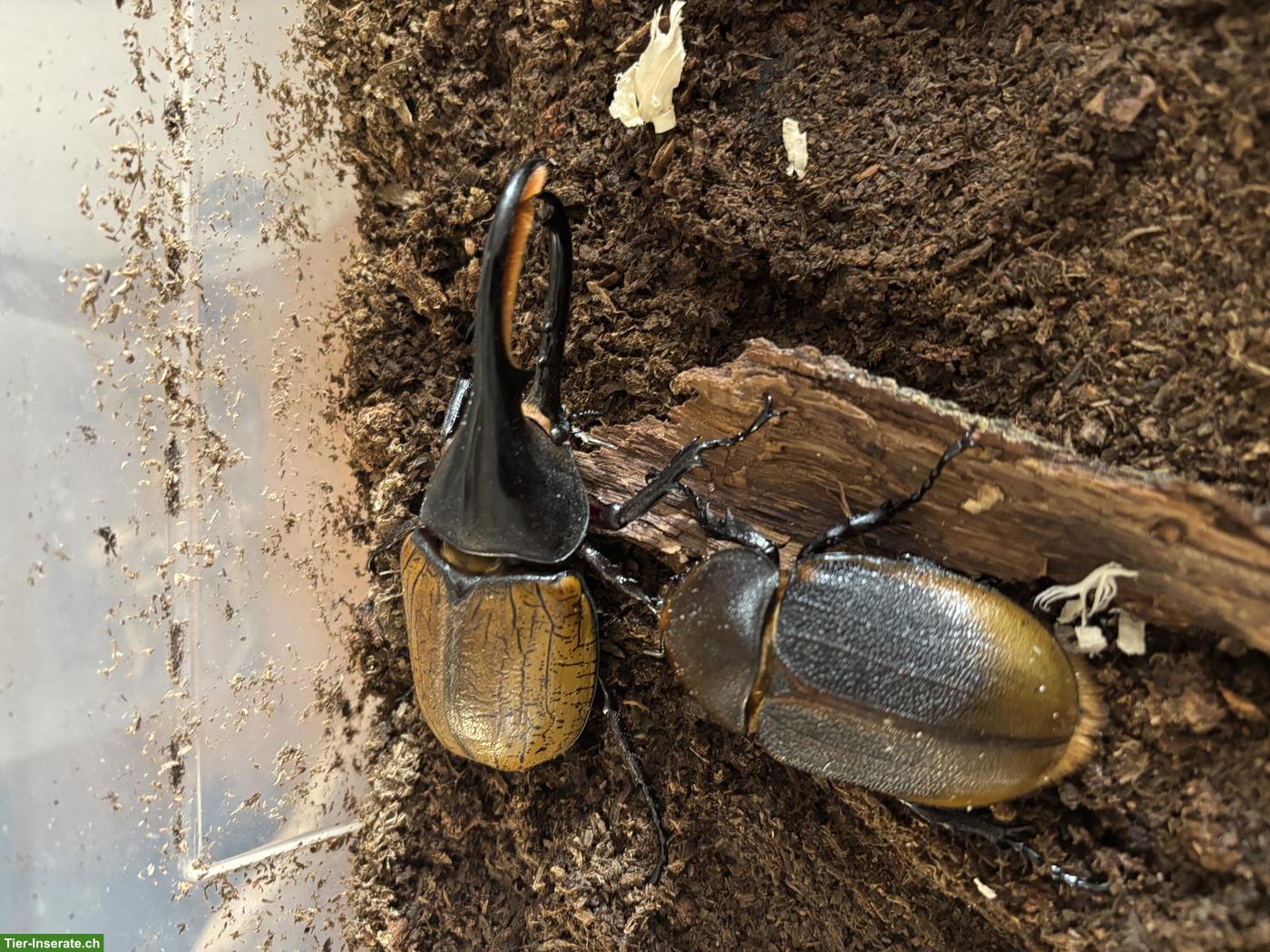 Bild 2: Riesenkäfer Larven zu verkaufen, Dynastes