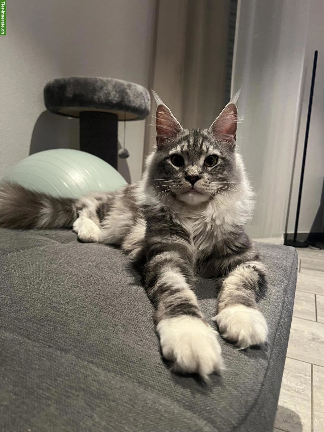 Junger Maine Coon Kater, kastriert, gechipt, geimpft