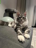 Junger Maine Coon Kater, kastriert, gechipt, geimpft