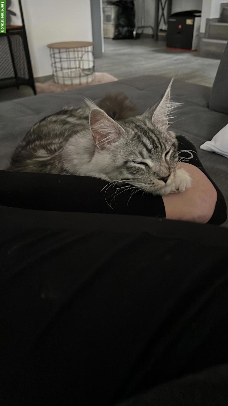 Bild 2: Junger Maine Coon Kater, kastriert, gechipt, geimpft