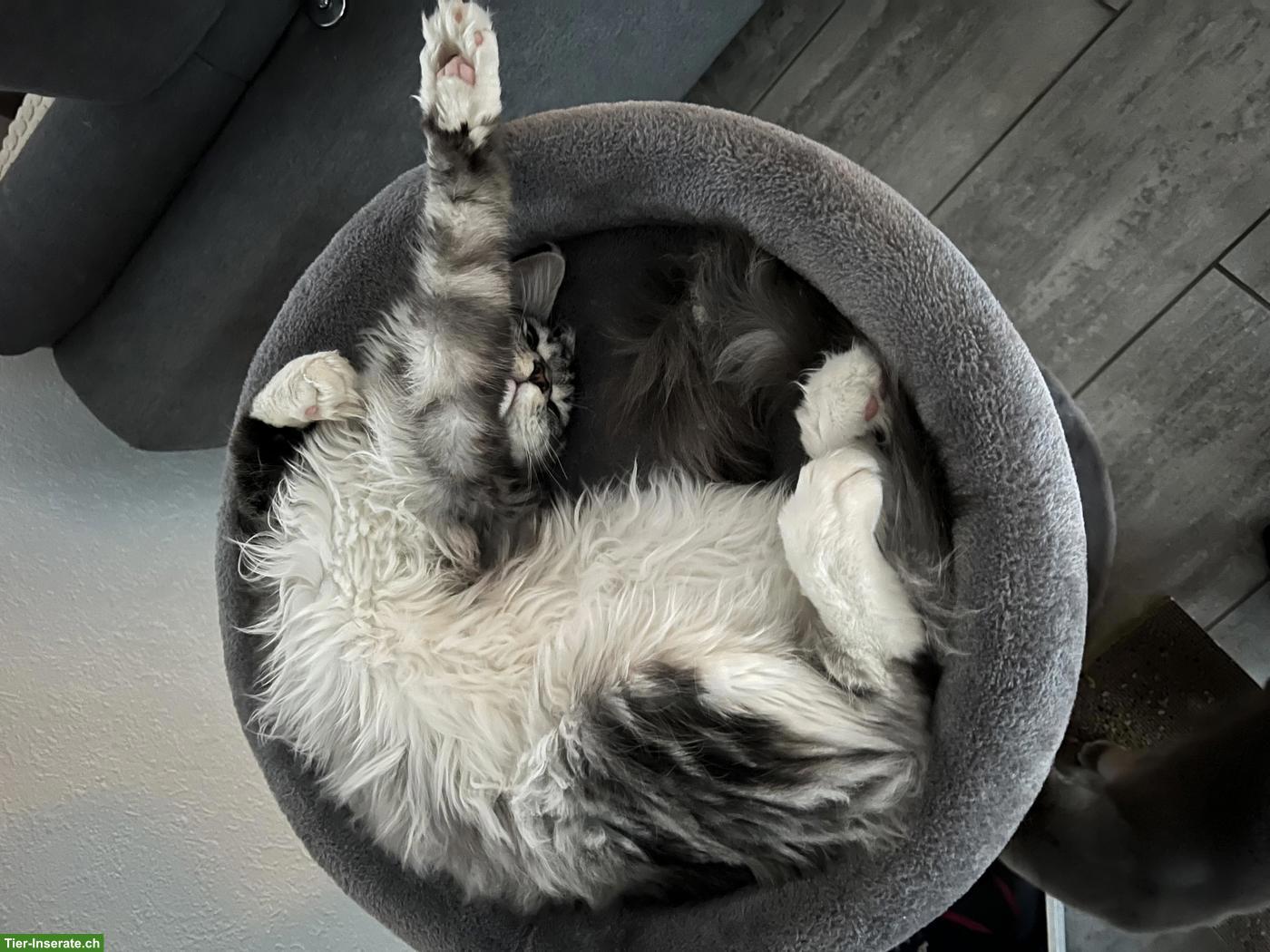 Bild 3: Junger Maine Coon Kater, kastriert, gechipt, geimpft