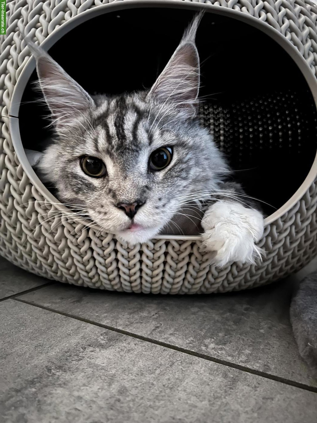 Bild 4: Junger Maine Coon Kater, kastriert, gechipt, geimpft
