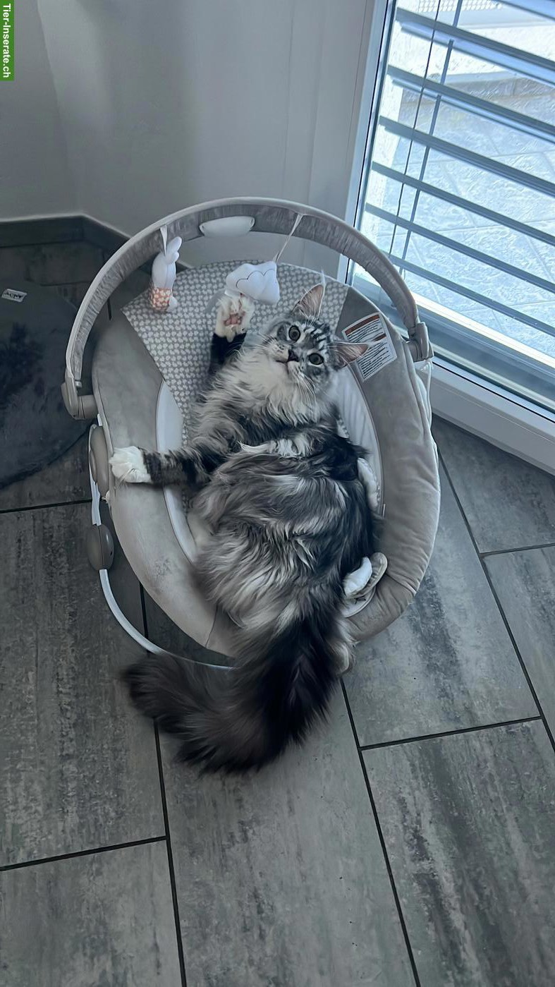Bild 5: Junger Maine Coon Kater, kastriert, gechipt, geimpft