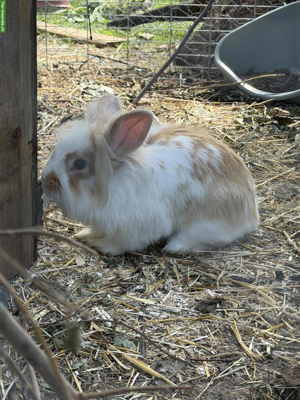 Löwenkopf / Lionloop Zwergkaninchen
