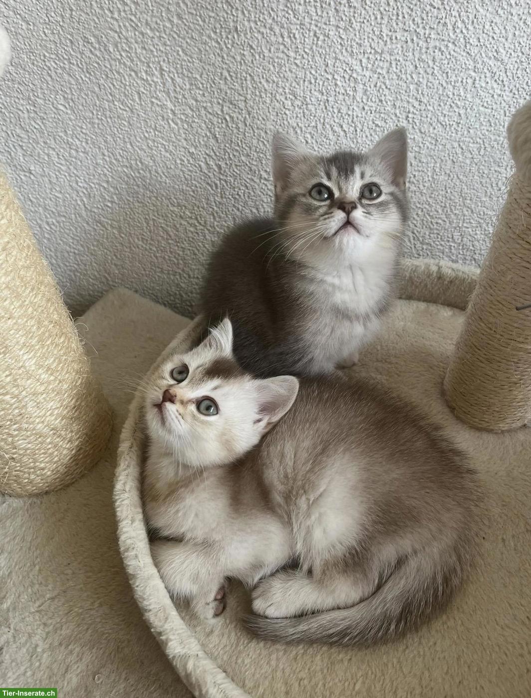 Junge BKH Kitten in Bern zu verkaufen