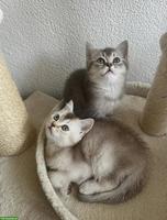 Junge BKH Kitten in Bern zu verkaufen