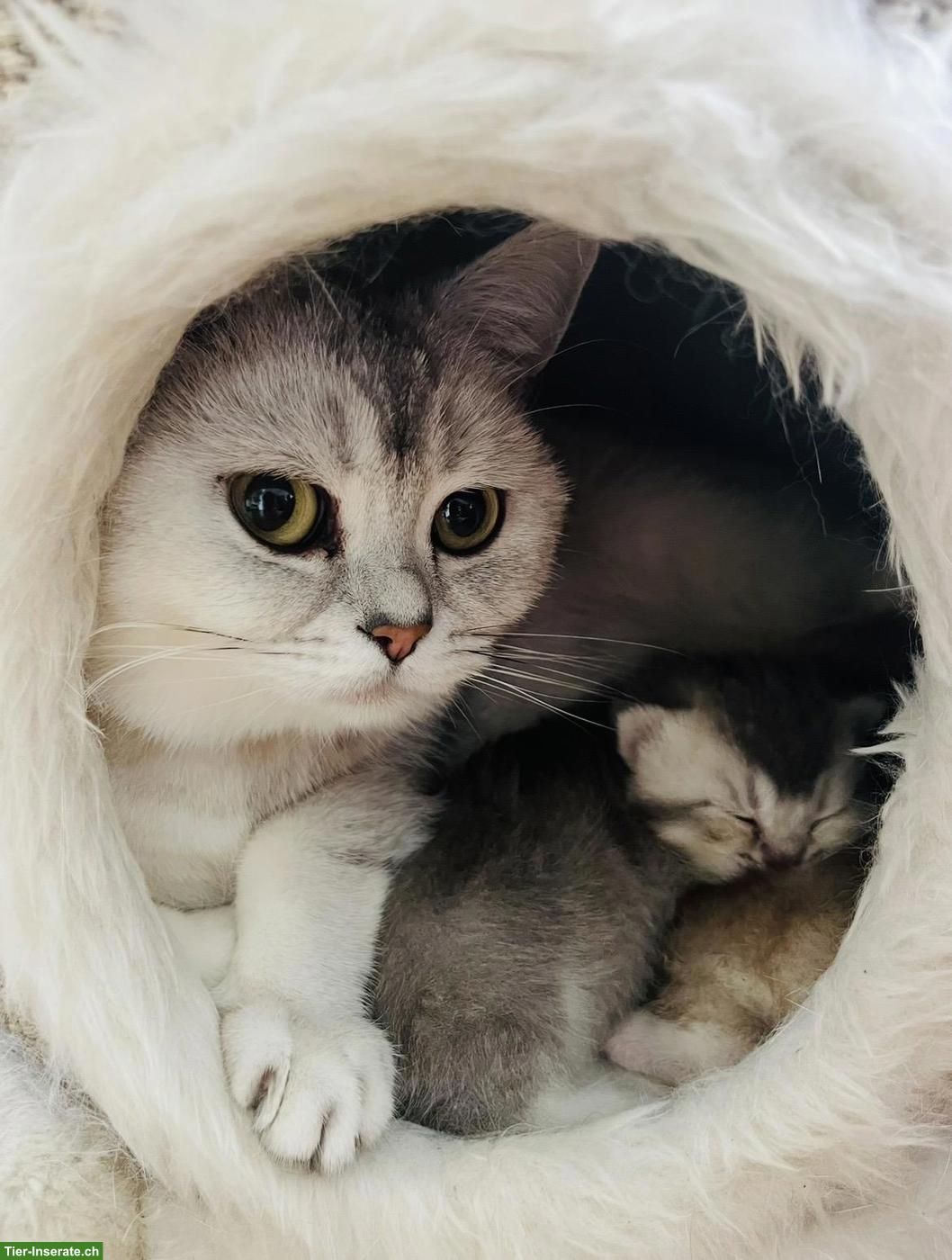 Bild 2: Junge BKH Kitten in Bern zu verkaufen