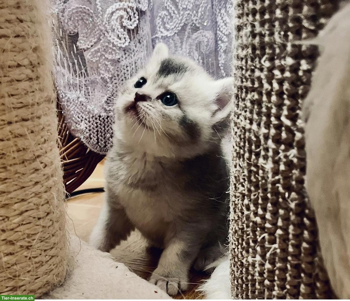 Bild 3: Junge BKH Kitten in Bern zu verkaufen