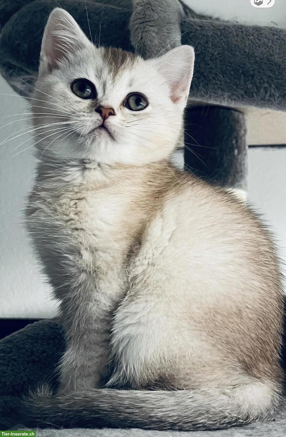 Bild 4: Junge BKH Kitten in Bern zu verkaufen