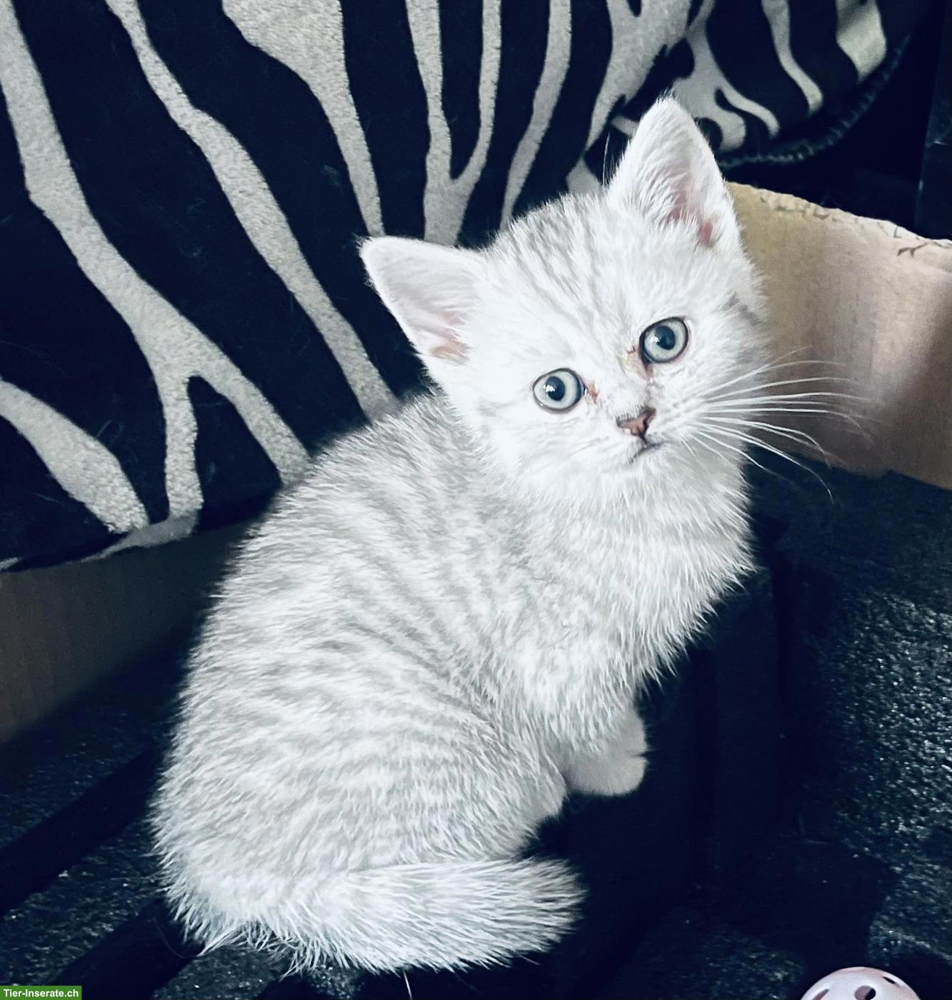 Bild 5: Junge BKH Kitten in Bern zu verkaufen