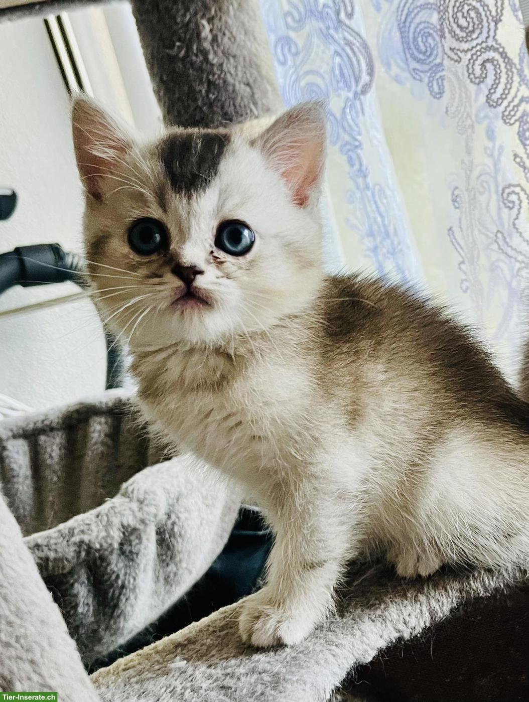 Bild 6: Junge BKH Kitten in Bern zu verkaufen