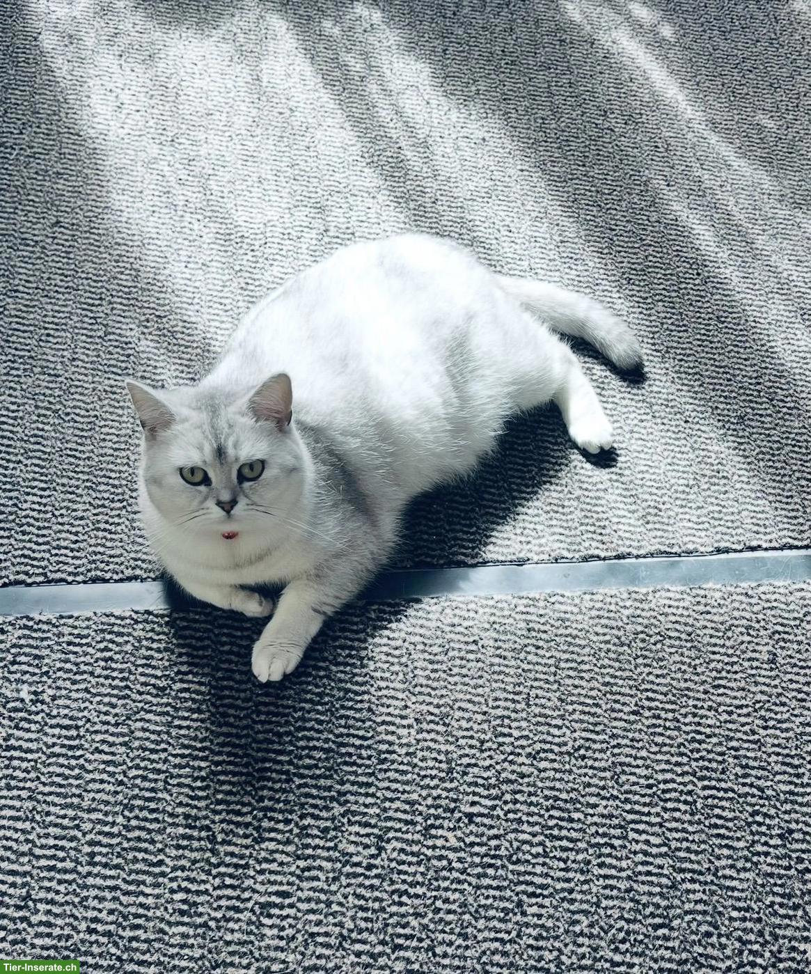 Bild 7: Junge BKH Kitten in Bern zu verkaufen