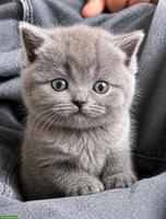 BKH Katzenbabys in lilac und blau zu verkaufen