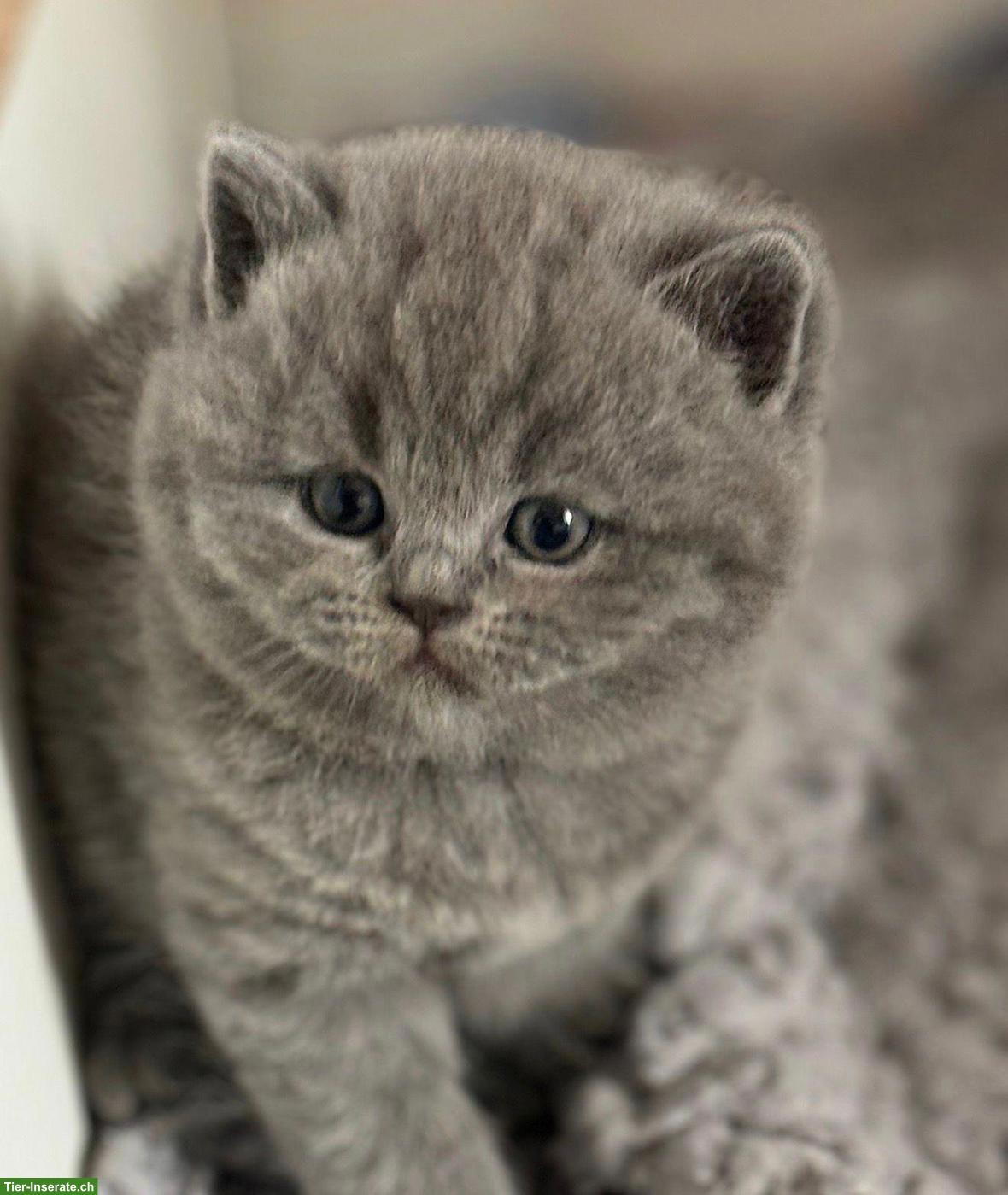 Bild 3: BKH Katzenbabys in lilac und blau zu verkaufen