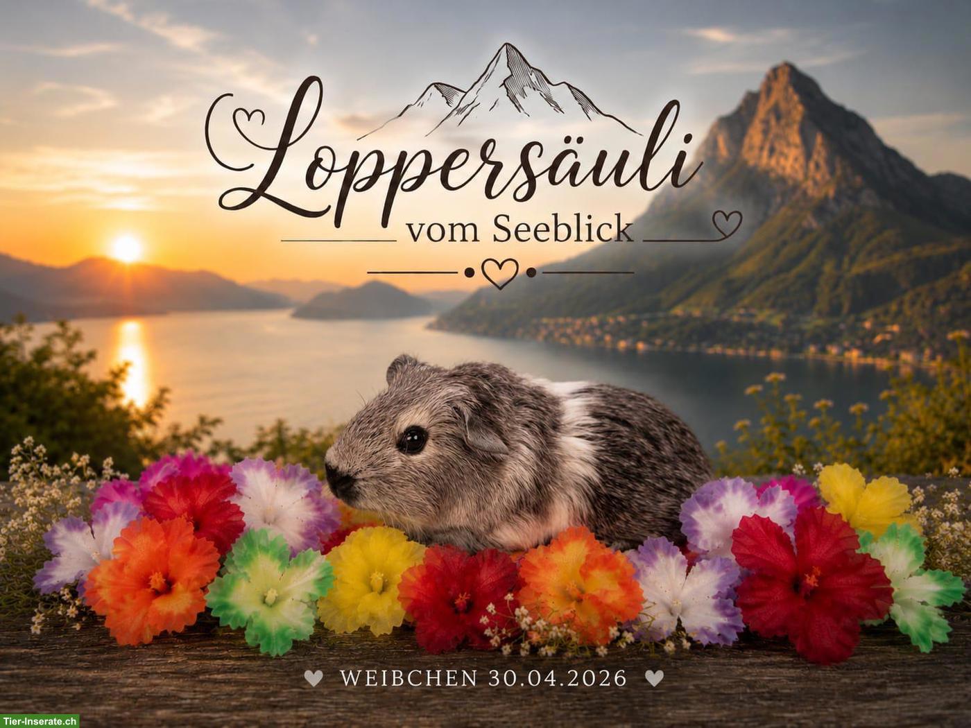 Junge Meerschweinchen Weibchen