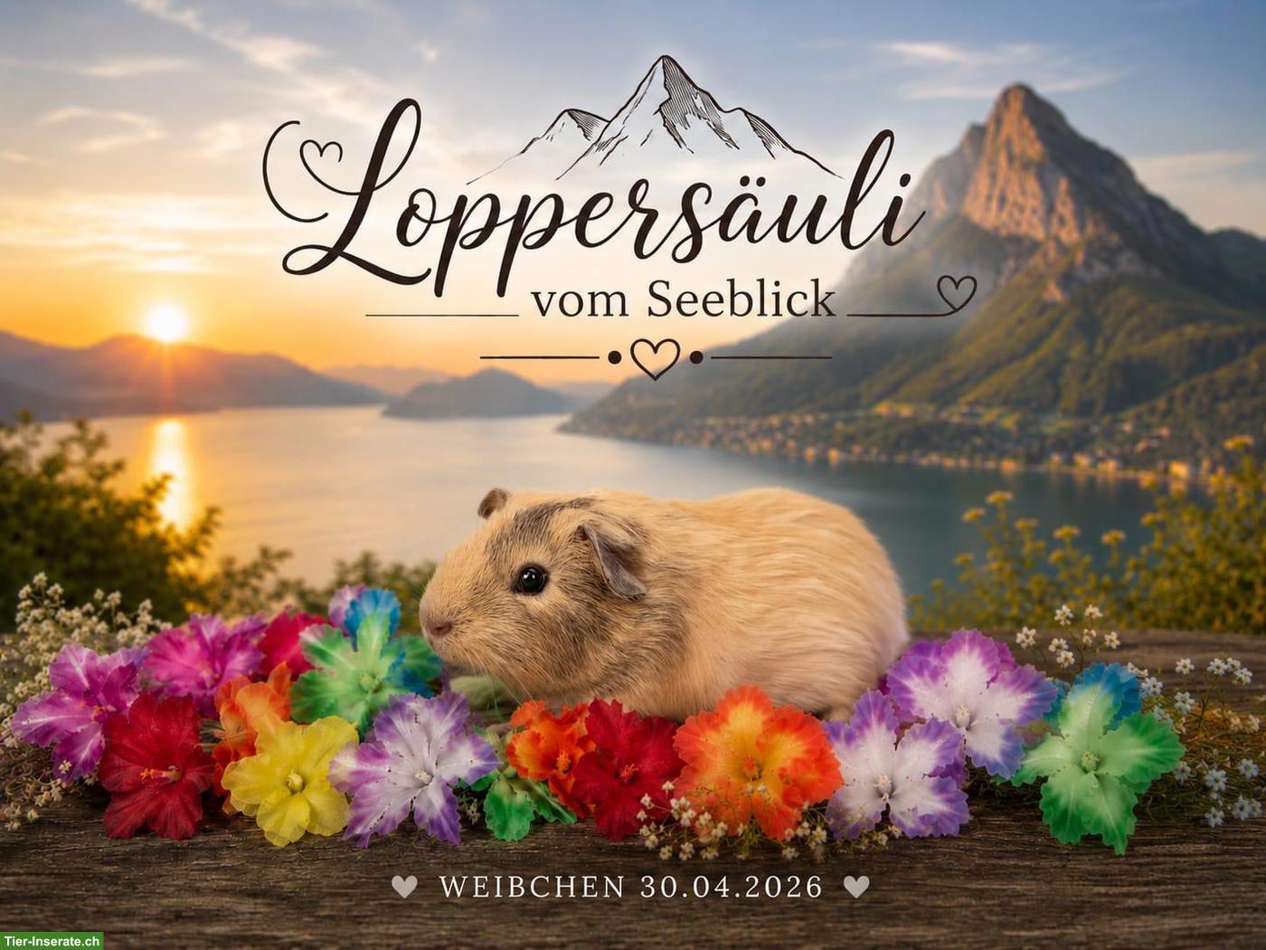 Bild 2: Junge Meerschweinchen Weibchen