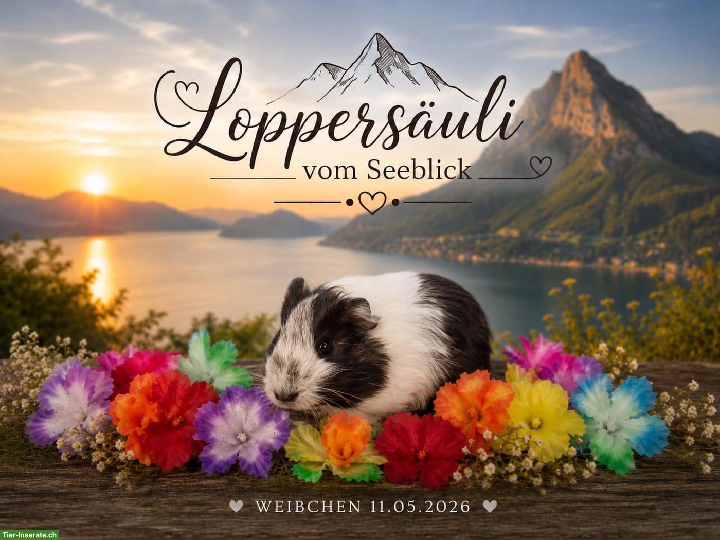 Bild 3: Junge Meerschweinchen Weibchen