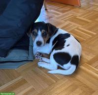 Jack Russell Terrier Welpe, Rüde