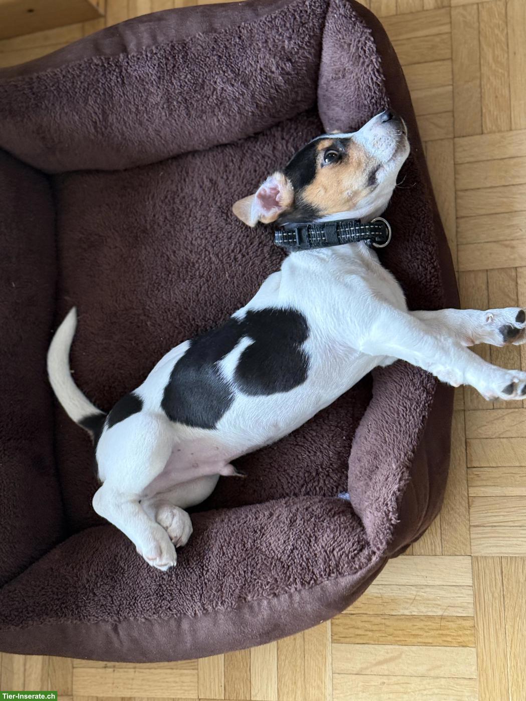 Bild 3: Jack Russell Terrier Welpe, Rüde