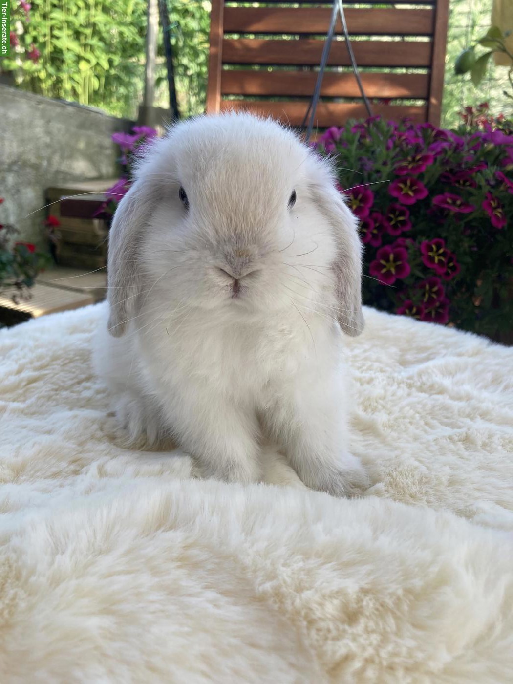 Herzige, junge Minilop x Hollandlop Zwergwidder