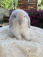 Herzige, junge Minilop x Hollandlop Zwergwidder