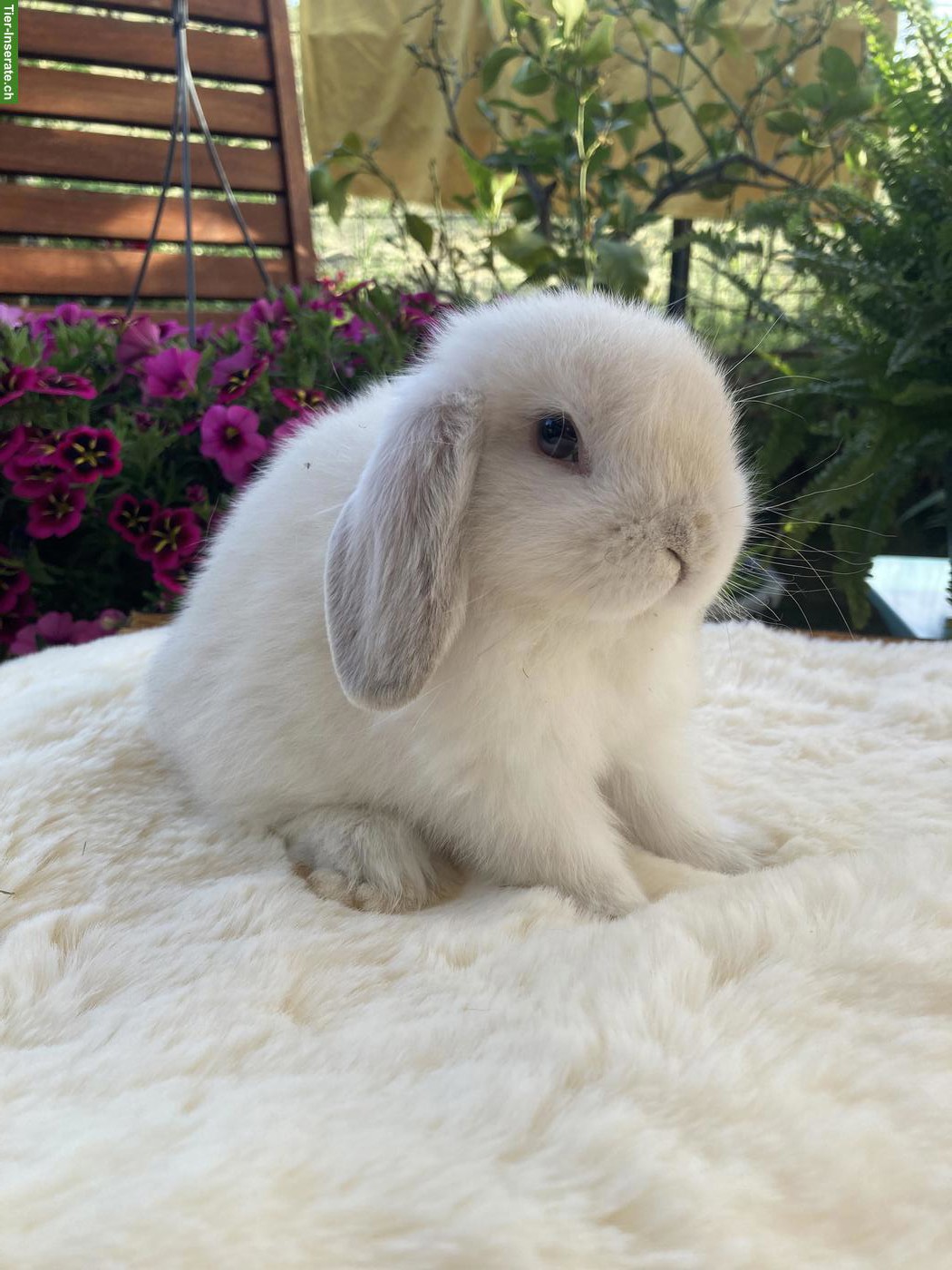 Bild 2: Herzige, junge Minilop x Hollandlop Zwergwidder