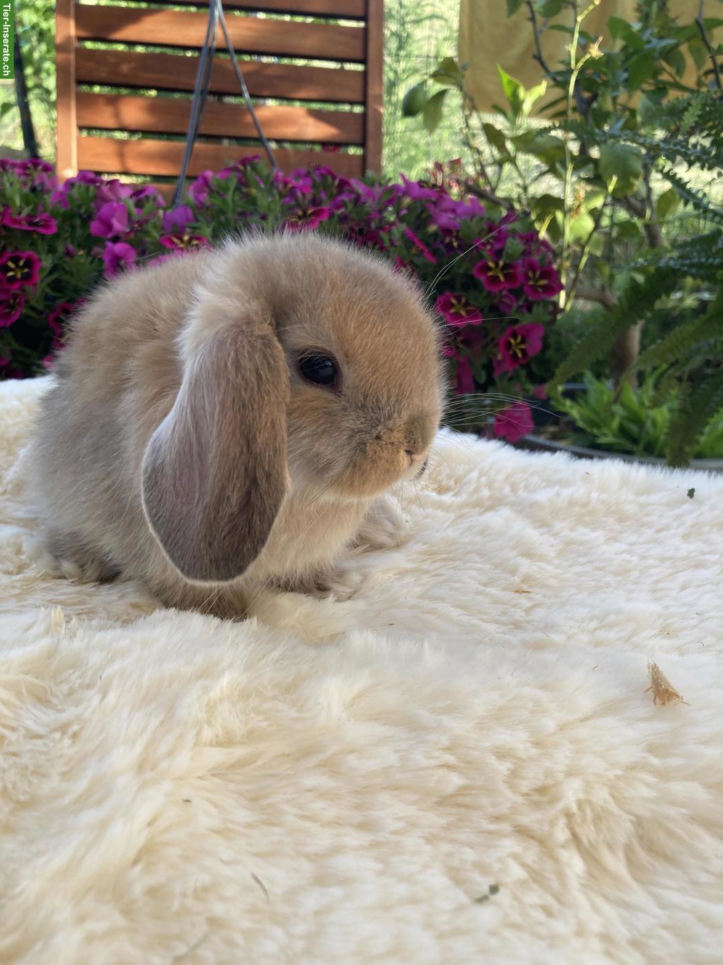 Bild 3: Herzige, junge Minilop x Hollandlop Zwergwidder