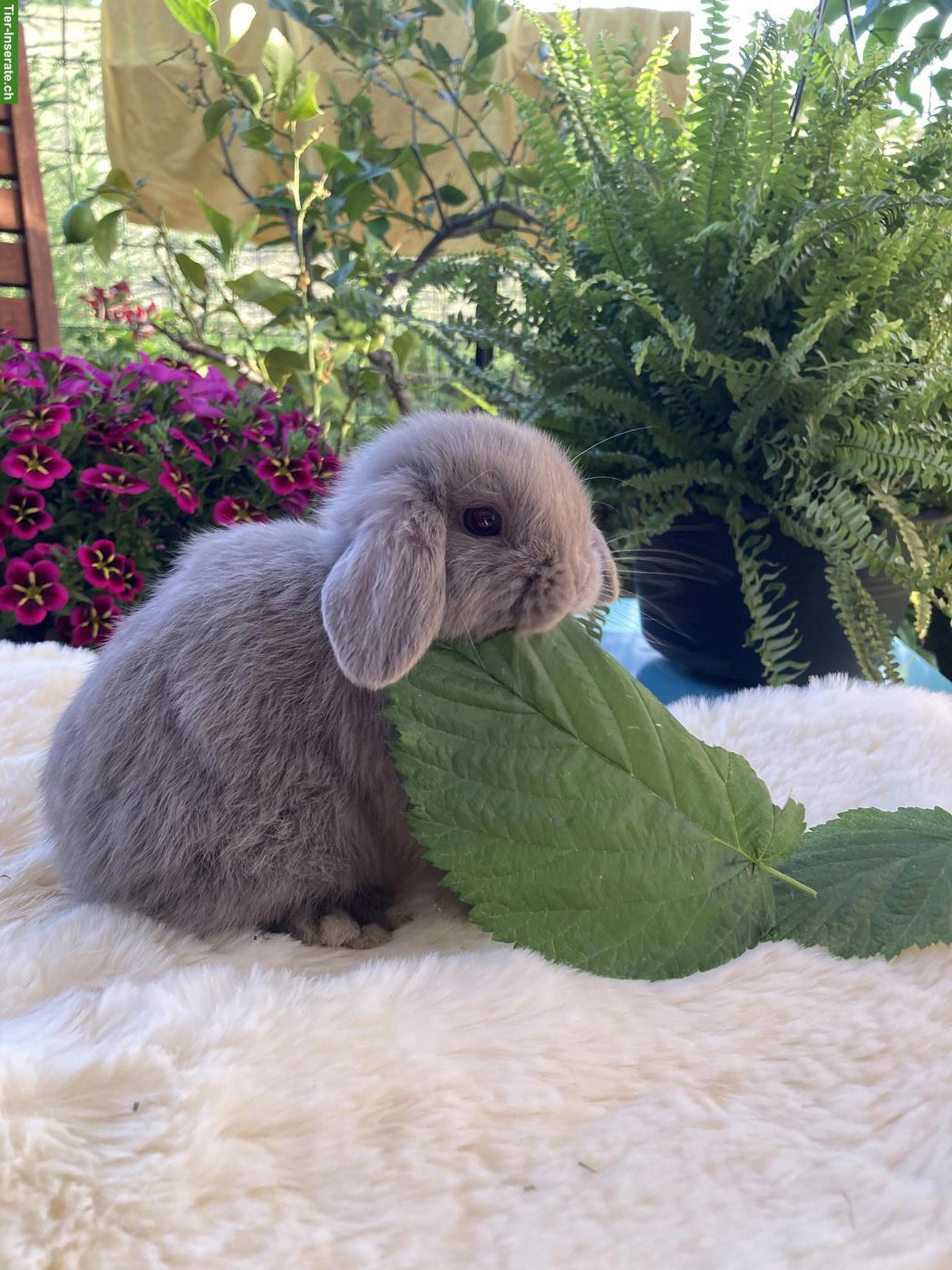 Bild 4: Herzige, junge Minilop x Hollandlop Zwergwidder