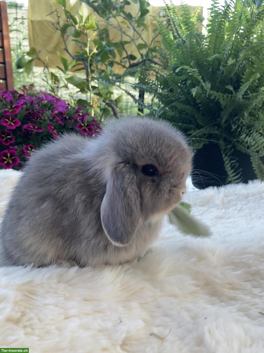 Bild 5: Herzige, junge Minilop x Hollandlop Zwergwidder